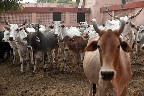 Bengal Govt Makes Animal Slaughter Certificate Mandatory Ahead of Bakrid