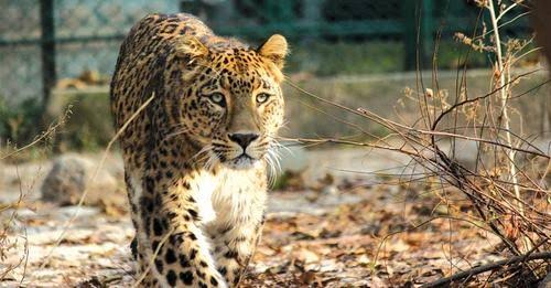 Leopard Mauls UP Labourer to Death at Brick Kiln in Budgam
