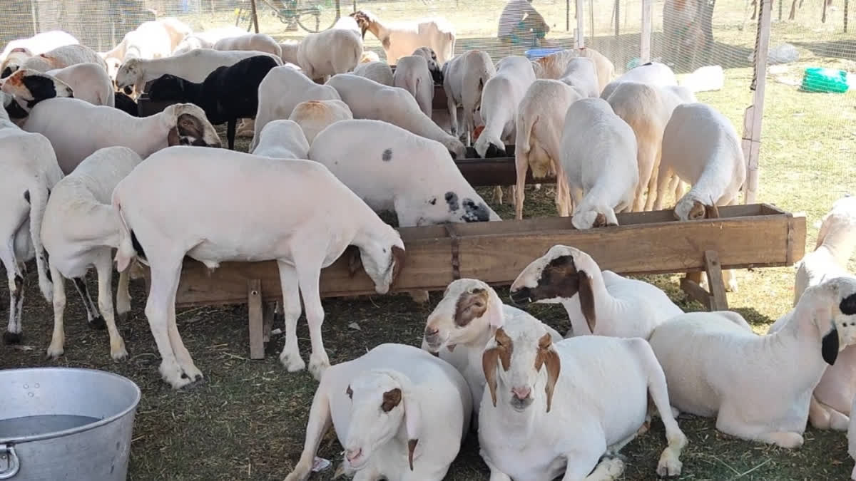 Mutton crisis to end in Kashmir as dealers end strike after Punjab Govt intervenes